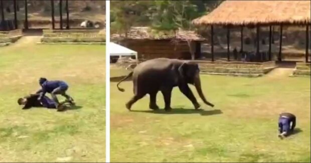 Video. Muž se pokusil zaútočit na sloního pečovatele. Zvíře okamžitě reagovalo. To, co udělalo, nás neskutečně dojalo