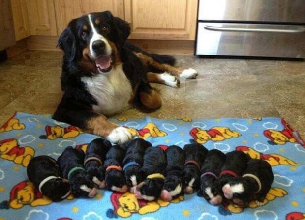 Fotografie: duck.show