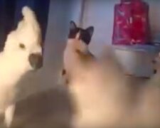 Papoušek, aby žil v bytě s kočkami, se naučil "mluvit" jako kočka