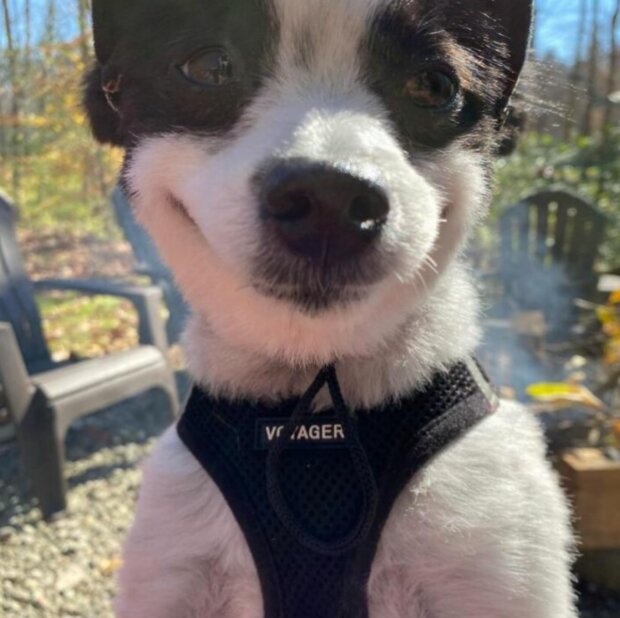 Shavi. Foto: snímek obrazovky chevysmiles