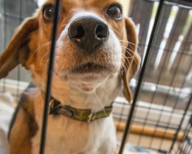 Pes. Foto: snímek obrazovky TikTok