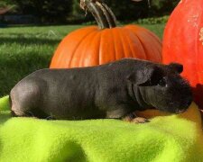 Plešaté morčata připomínají drobné hrochy: "velmi roztomilé"