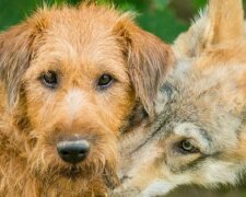 Ukázalo se, že vlci jsou mnohem hazardnější než psi