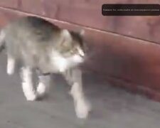 Kočka, která vyrostla na farmě, chodí jako kůň