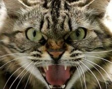 Kocour, který holku ochránil nehůř než jakýkoli pes