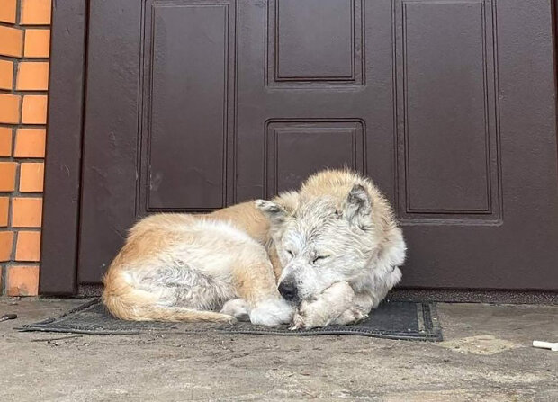 Věrný pejsek už více než měsíc čeká na svého majitele na prahu domu: Pes odmítá opustit místo, kde před příchodem ruských vojáků byl tak šťastný
