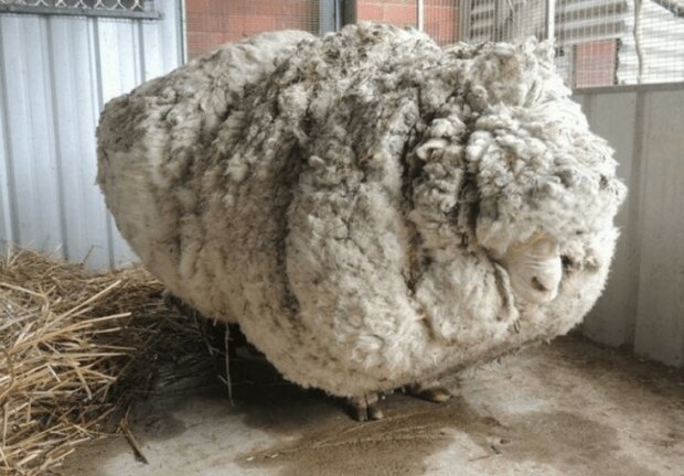 V Austrálii našli ovci, která se pět let osaměle toulala