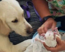 Fotografie: lemurov.net