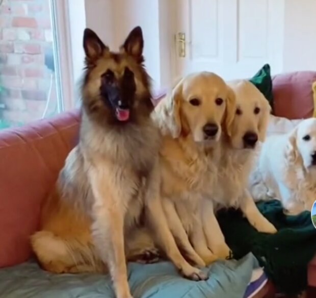 Psy a ovečka. Foto: snímek obrazovky TikTok