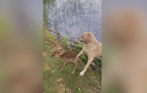Pes zachránil jelíneka, který spadl do jezera: co udělal vděčný jelínek