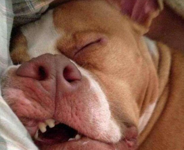 Fotografie: duck.show