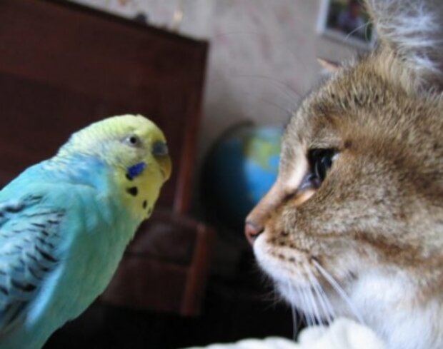 Kočka a papoušek. Foto: snímek obrazovky YouTube