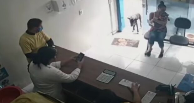 Pes. Foto: snímek obrazovky YouTube