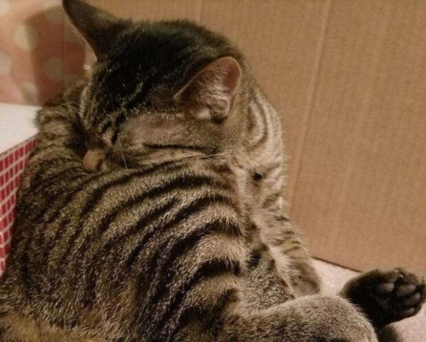 Fotografie: duck.show