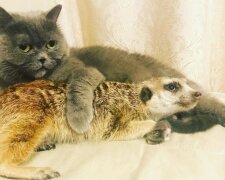 Surikata zachráněná z kontaktní zoo se s kocourem nejen spřátelila, ale také jej považuje za vůdce