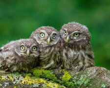 Nejroztomilejší soví mláďata na internetu: zábavné fotografie ptáčat, která jí a spí jako lidé