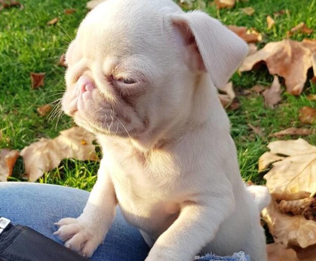 Mops. Foto: snímek obrazovky laykni.com