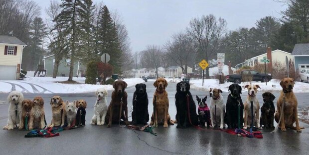 Chlap venčí dvacet psů najednou a pořizuje neuvěřitelné fotografie