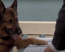 Pes. Foto: snímek obrazovky YouTube