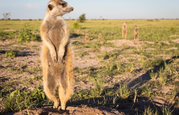 Surikaty. Foto: snímek obrazovky udivitelno.com