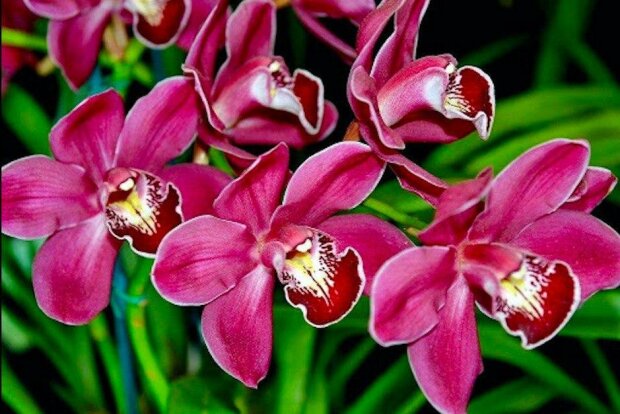 Magický význam orchideje ve vaší domácnosti: jak posílit její pozitivní účinek