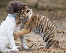 Příběh neobyčejného přátelství. Tygří mládě, které bylo odmítnuto vlastní matkou, si našlo nejlepšího přítele, štěňátko. Zhlédněte dojemné video