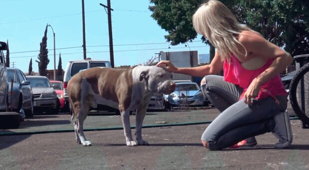 Pitbulteriér byl tak unavený osamělostí, že sám šel k záchranářům a získal nový dům