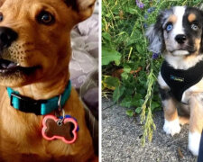 Nejvíce neobvyklé plemena psů, které byly vyšlechtěny z křížení