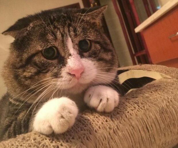 Fotografie: duck.show