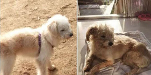 Moc se chtěl vrátit domů: Ztracený pes ujel 60 kilometrů, protože miloval majitele