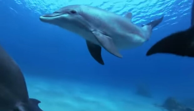 Delfín požádal o pomoc potápěče, protože se mu stalo neštěstí: jak mořské zvíře poděkovalo záchranářům