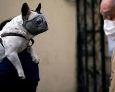 "Jsou vždy s námi": fotografové ukazují domácí zvířata během izolace