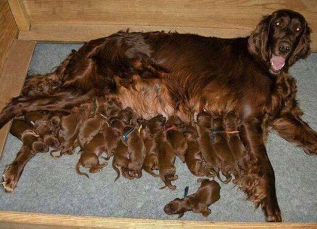 Fotografie: duck.show