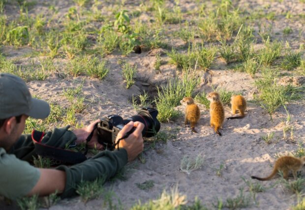 Surikaty. Foto: snímek obrazovky udivitelno.com