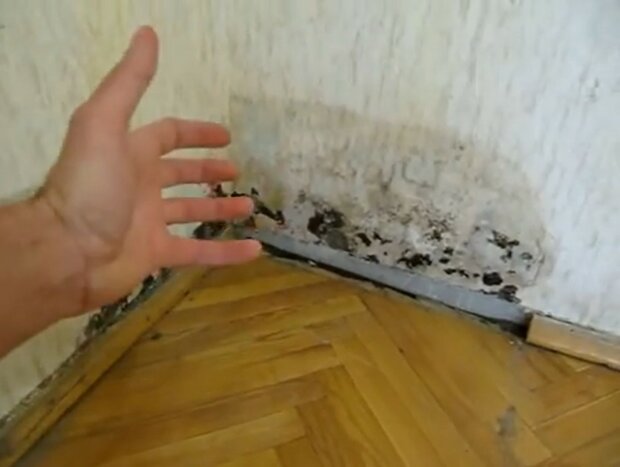 Jak se zbavit vlhkosti a plísní v bytě, Foto: snímek obrazovky YouTube