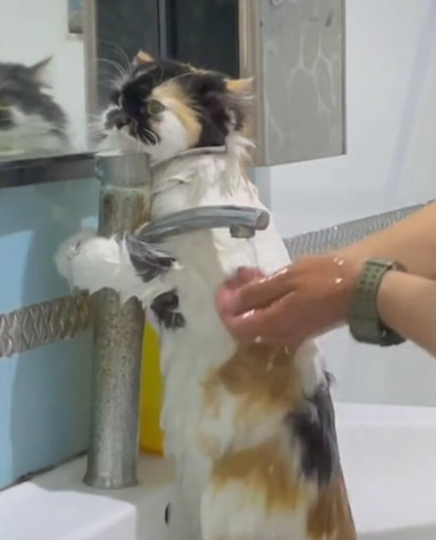 Kočka. Foto: snímek obrazovky TikTok