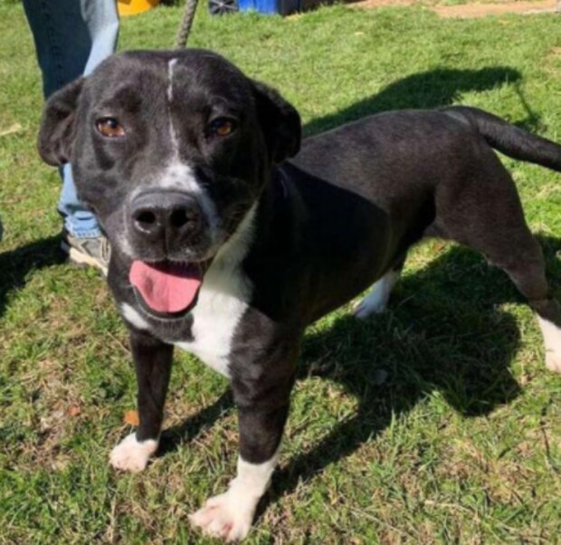 Pes. Foto: snímek obrazovky laykni.com