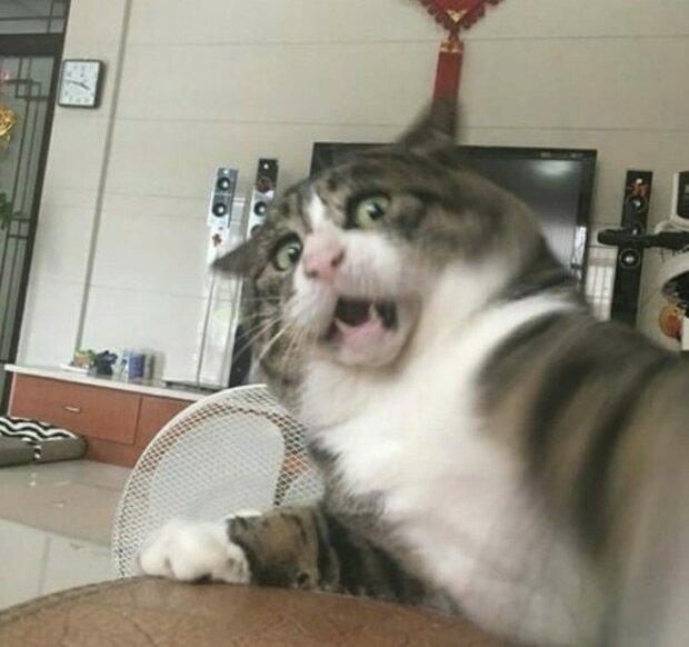 Fotografie: duck.show