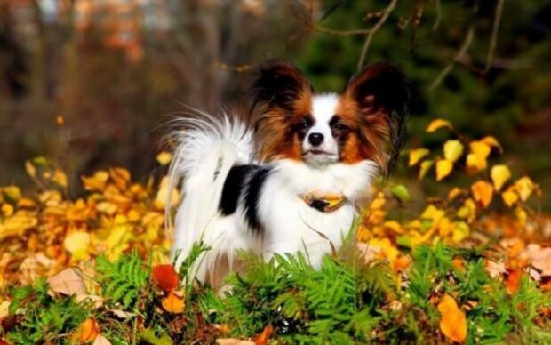 Fotografie: pets2.me