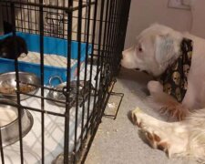 Shirou je slepý a hluchý pes, ale s velkou radostí se o ostatní zvířata stará