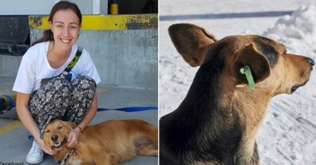 V Turecku je ráj i pro bezdomovce psy. Jsou léčeni, krmeni a očkováni
