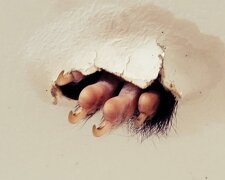 "Když jsem vešla do koupelny, všimla jsem si na stropě podivné chloupky": Žena našla ve svém domě nezvaného hosta