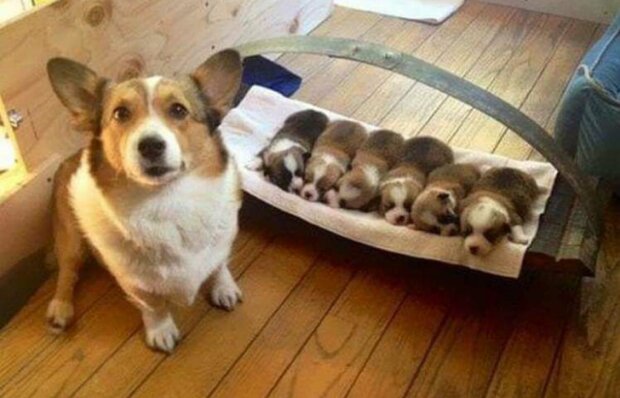 Fotografie: duck.show