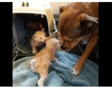 "Sám je našel a stal se pro ně adoptivním tatínkem": podivuhodný příběh s neobyčejným koncem