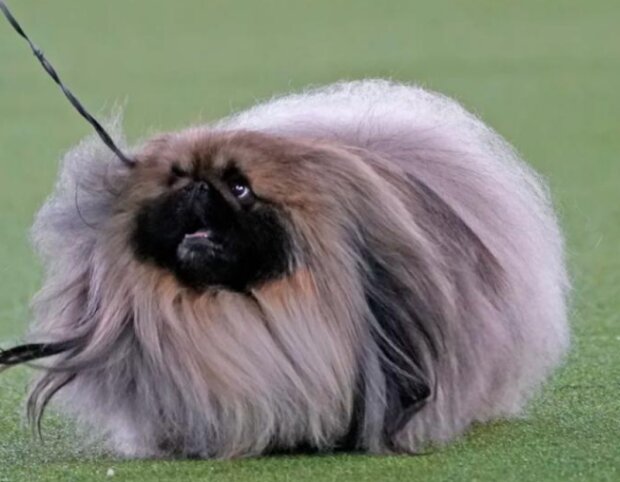 Pes. Foto: snímek obrazovky dailymail.co.uk