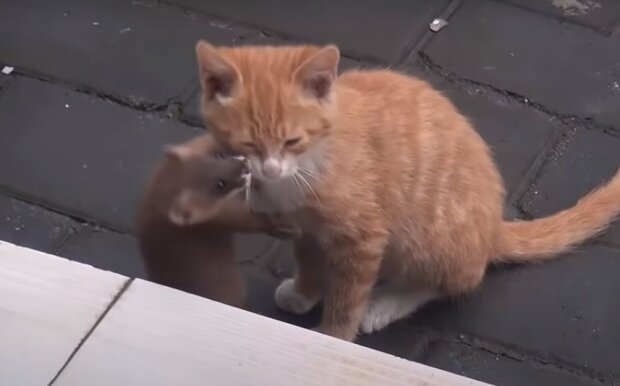 Zdroj fotografie: Storyfox