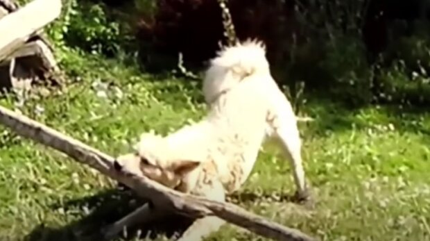 Pes. Foto: snímek obrazovky YouTube