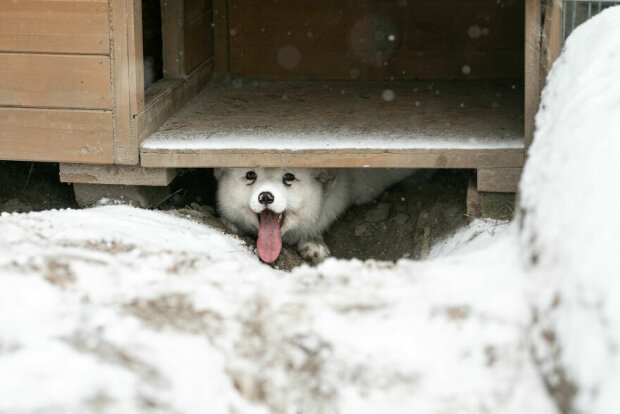 Sněhová liška zachránená z kožešinové farmy poprvé spatřila sníh. Zvíře bylo šťastné jako dítě