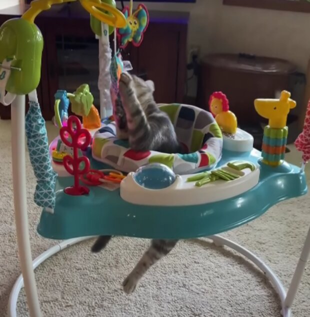 Kočka. Foto: snímek obrazovky YouTube