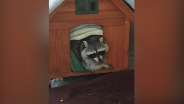 Zdroj fotografie: liveleak.com